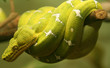 bright green neon snake coiled around branch bright green neon snake coiled around branch