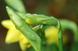 dewdrop on daffodil