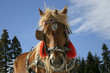 Foto: beautiful brown horse 1 beautiful brown horse 1
