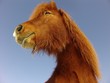islandpferd