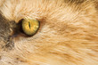 a cat eye