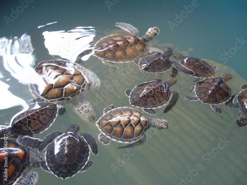 Baby Turtles