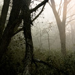  mysterious forest