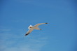 mouette dans le ciel goeland mouette dans le ciel goeland