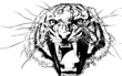 tiger of bengal tiger of bengal