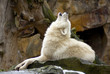 howling wolf howling wolf