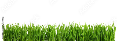 herbe verte