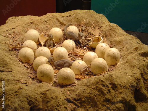 dinosaur eggs pictures