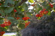 rote berry