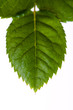 rose leaf close-up rose leaf close-up