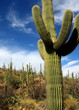 single saguaro