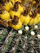 cactus fruit