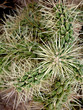 spines