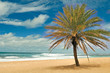 sunset beach mini palm tree