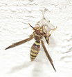 wasp building a hive 3