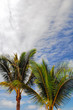 clouds sky and palm trees