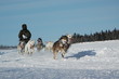 course de chien