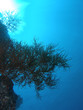 paysage sous marin