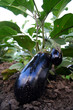 eggplant