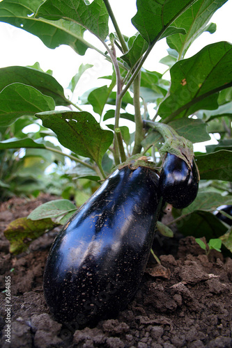 Photo: eggplant eggplant