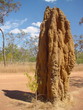 termitière au kakadu park / australie
