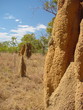 termitière au kakadu park / australie