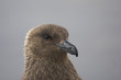antarctic skua (catharacta antarctica) stare