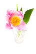 pink tulip in a vase pink tulip in a vase