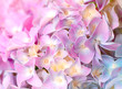 pink flowers of hydrangea