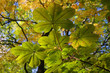 leaves of a chestnut