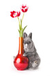 baby bunny with tulips baby bunny with tulips