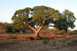 buffalo tree