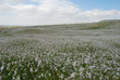 le neguev en fleur