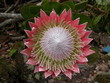 protea