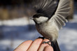 wild bird taking wing from palm