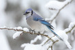 Photo: blue jay -cyanocitta cristata blue jay -cyanocitta cristata