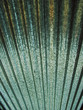 urban texture iii