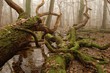 dead swamp