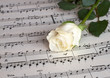 white rose
