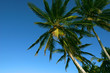 palm trees