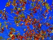 fall leaves fall leaves