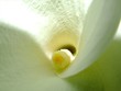 lily lily