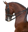 Photo : dressage horse