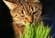 cat eathing grass