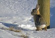 Peekaboo Bunny