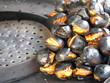 castania castania