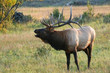 Photo: bugling rocky mountain elk bugling rocky mountain elk