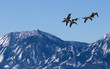 Photo: canada geese over boulder, co canada geese over boulder, co