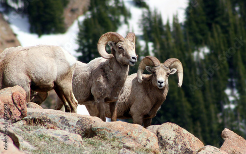 Photo: cool bighorn rams cool bighorn rams