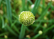 shallot close-up
